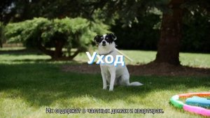 Колли (длинношерстный и короткошерстный)