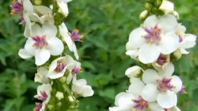 ТОП 10 шикарных  МНОГОЛЕТНИКОВ