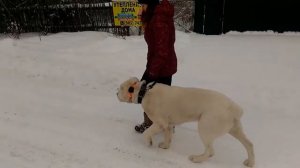 ДРЕССИРОВКА СОБАК В МОСКВЕ. Социализация алабая.