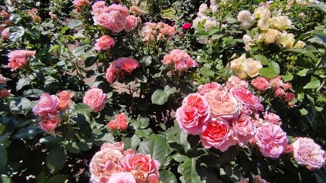 Роза Мери Энн или Чиппендейл ⁉️?Обе красавицы ??? смотреть онлайн