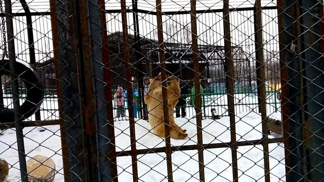 Медведь. Упражнения с бревном.