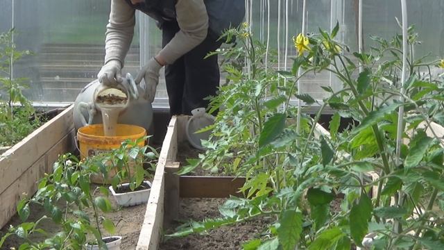 Универсальная подкормка для растений - ТРАВЯНОЙ НАСТОЙ или жидкое удобрение из сорняков смотреть онлайн