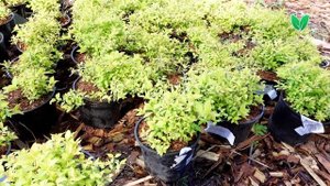 Спирея японская «Голдмаунд» Spiraea japonica «Goldmound», Зеленый Сад