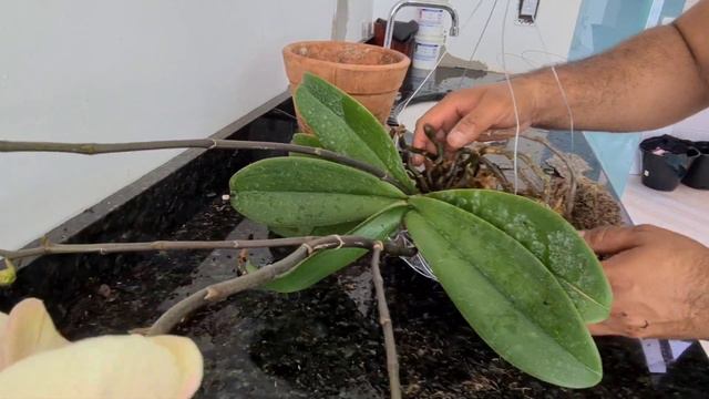 Phalaenopsis em ninho de arame, faça seu próprio vaso смотреть онлайн
