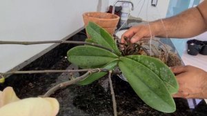 Phalaenopsis em ninho de arame, faça seu próprio vaso