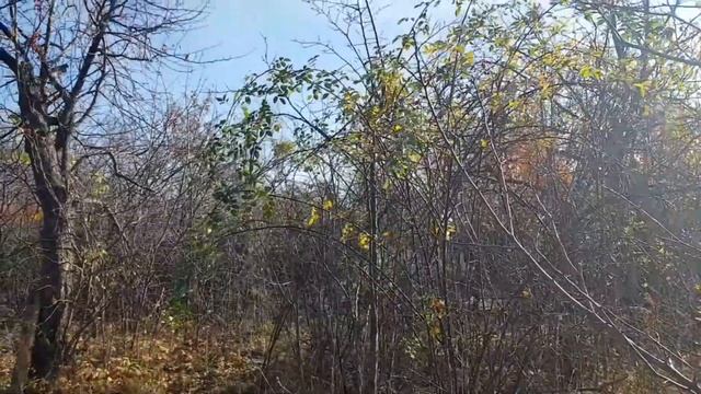 ?Осенний РЕЛАКС/ Шашлык на Даче/ Отдыхаем ВДВОЁМ?? смотреть онлайн