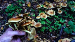 Ложноопенок серно-желтый –  двойник опенка