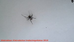 Астрахань,Каракурт - Latrodectus tredecimguttatus (Самец)