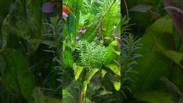 Новый  вид роталлы «Валлихи»  Rotala wallichii Аквариумное растение