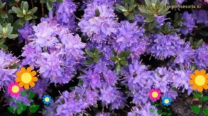 Рододендрон гибридный Азурика. Краткий обзор, описание характеристик rhododendron Azurika