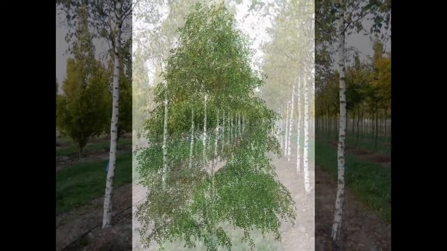 БЕРЕЗА  (BETULA)  сем. Березовые
