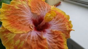 #Hibiscus Kevin Johnson