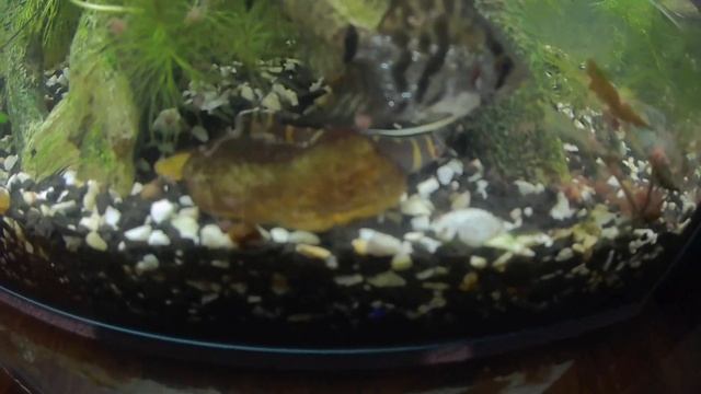 Запуск нового аквариума, досыпаю песок и подмениваю воду. смотреть онлайн