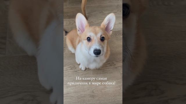 Савелий: Если нет доказательств, значит ничего и не было! #corgi #puppy #коргипемброк