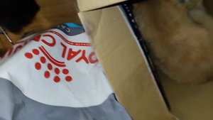 корм для котів Royal Canin Urinary Care /кратко/обзор