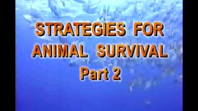 Strategies For Animal Survival Vol II смотреть онлайн
