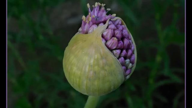fiore cipolla Allium hollandicum