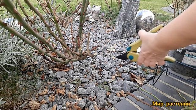 Обрезаю розы!Подготовка роз к зиме.
