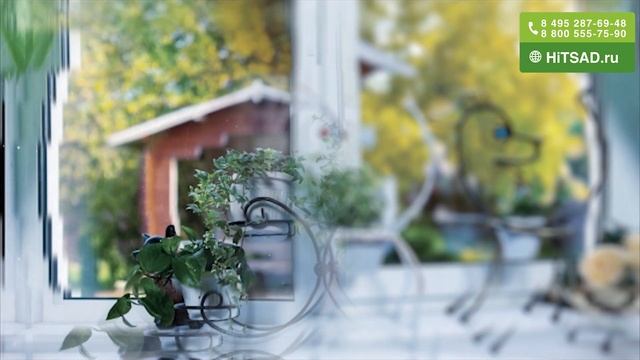 Что делать если туя умирает ? Туя желтеет