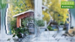 Что делать если туя умирает ? Туя желтеет