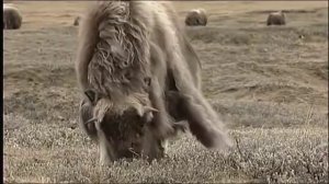 Возвращение овцебыка / Таймыр