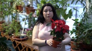Пуансеттия  Как выращивать цветок   рождественская звезда