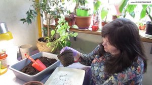 Пересаживаем БУГЕНВИЛЛЕЮ.  Как ПОДОБРАТЬ  ГОРШОК и какой СОСТАВ  ГРУНТА необходим для посадки.