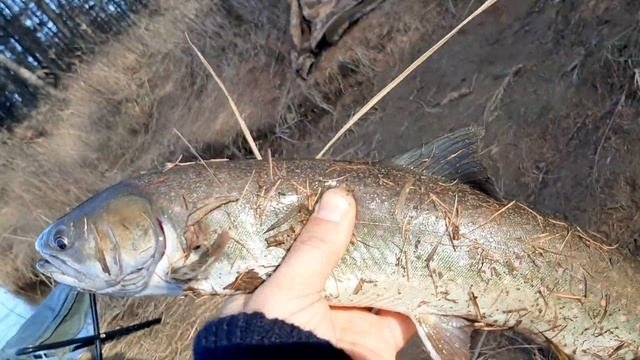 04.ноября 2019 год. Класная Магаданская рыбалка на реке Ола (Танон), ловля мальмы(голец). Часть 2