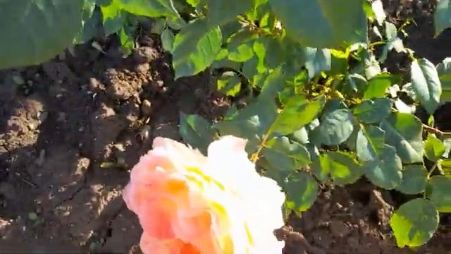 #роза #Пастелла / Роза ( лат. rosa Pastella ) флорибунда Пастелла. Немецкое качество и надёжность. смотреть онлайн