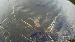 Нападение озабоченной жабы на человека в России