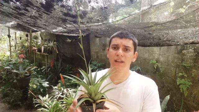 Bromélia Vriesea drepanocarpa. смотреть онлайн