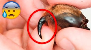 Какой длины Клыки у Птицееда? Изучаем Экзоскелет Паука