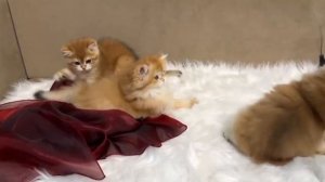 Британские золотые котята - 2