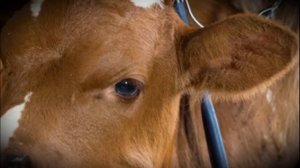 Как определить стельность домашней коровы