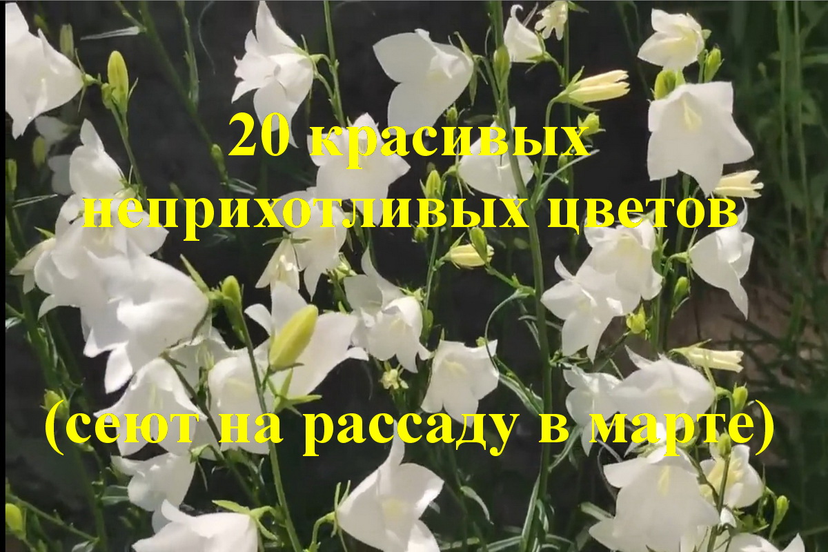 20 красивых неприхотливых цветов