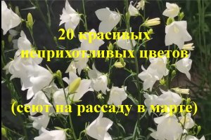 20 красивых неприхотливых цветов