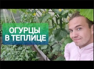 ОБЗОР огуречной ТЕПЛИЦЫ.mp4