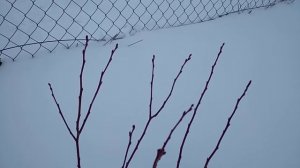 Нужно ли укрывать голубику на зиму? Ч-2