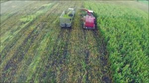 Уборка кукурузы на силос | Corn Silage