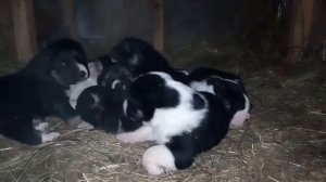 Puppies of Central Asian Shepherd 21 days old!/ Щенки САО в 3 недели-мороз -25,5°C