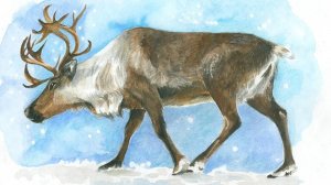 Северные олени