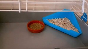 Купили угловой лоток для кролика. Как выбирали место для лотка. (#6 29.07.20)