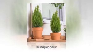 ТОП-10 лучших хвойных растений для комнатного цветоводства. Фото и названия