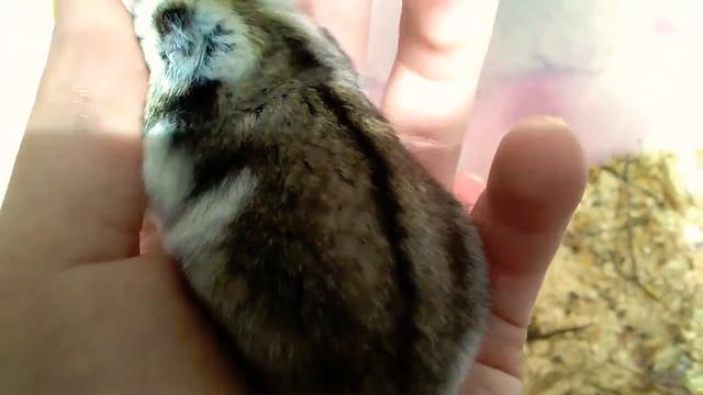 Первый день новорожденных хомячат!