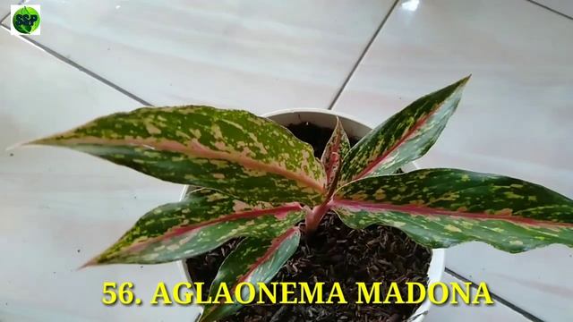 NAMA NAMA 112 AGLAONEMA TERPOPULER // 112 KINDS CHINESE EVERGREEN PLANTS // AGLONEMA смотреть онлайн