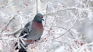 ДИЛИЖАНС - ЗИМНЯЯ ЛЮБОВЬ