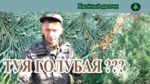 Туя голубая! А есть ли она? Узнайте, что выдают за тую голубую.