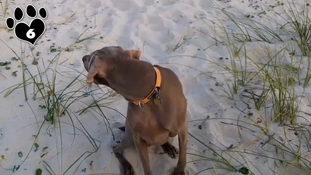 Top 10 Difficult Dog Breeds NOT for First-Time Owners - Dogs 101 смотреть онлайн