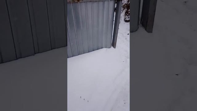 Наши поросята и их содержание зимой. смотреть онлайн