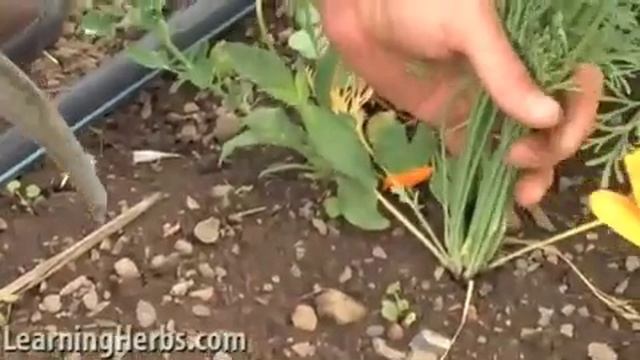 California Poppy, Eschscholzia californica смотреть онлайн